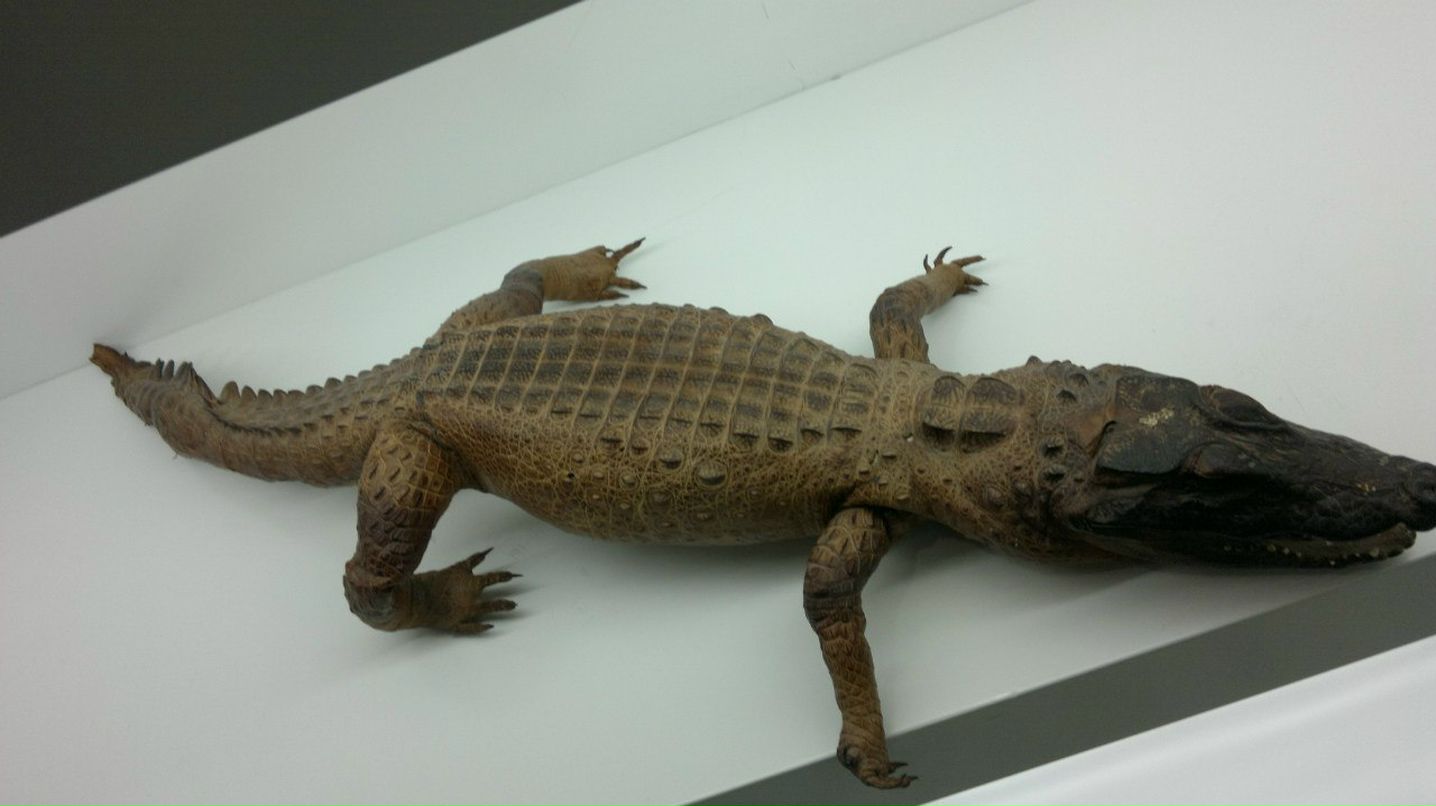 Arog Ashniba | Днепр (Днепропетровск)