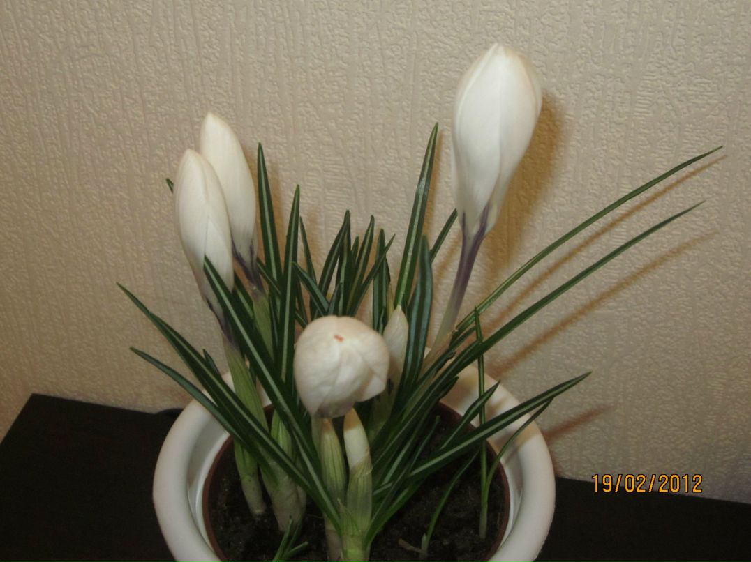 Ольга Семёнова | Санкт-Петербург