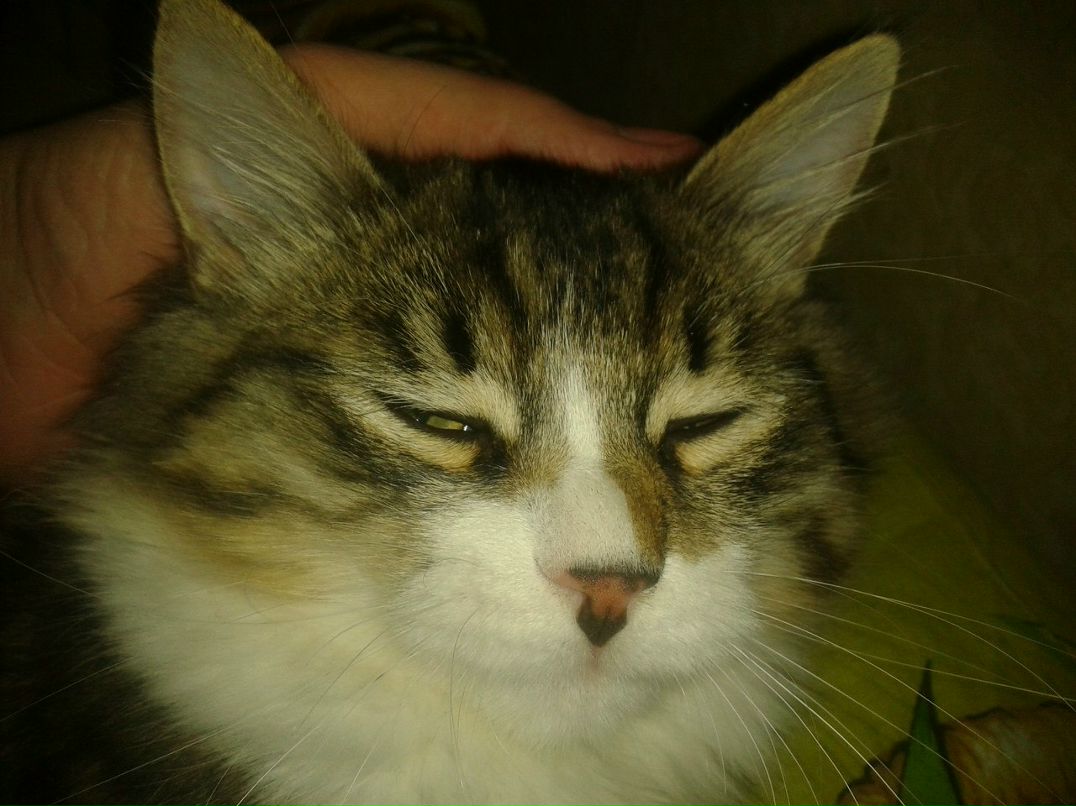 Евгений Науменко | Севастополь