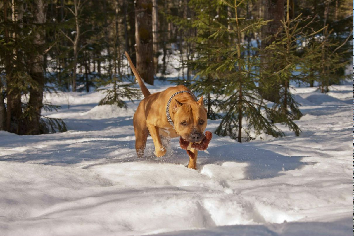 Ян Симановский | Санкт-Петербург
