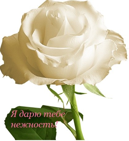 Алёна Коваленко | Новосибирск