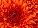 Фотография Дашеевой Анны