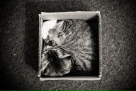 №5, Ivan Karaman, 17.3.1986, 40 лет, Auckland, Новая Зеландия