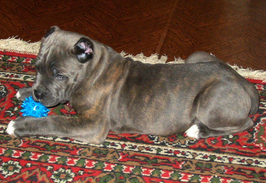 Андрей Тарануха | Санкт-Петербург