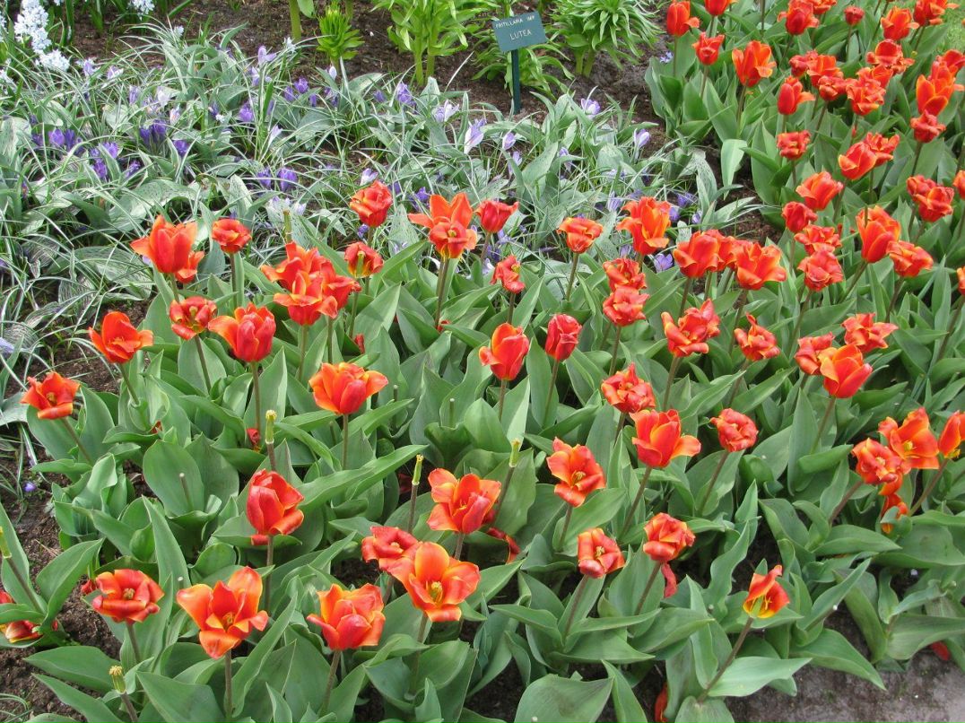 Светлана Антоновская | Санкт-Петербург