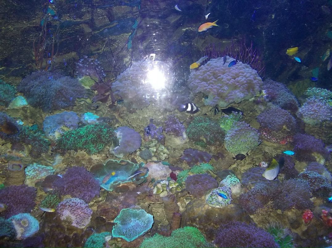 Олеся Силенко | Нижнекамск