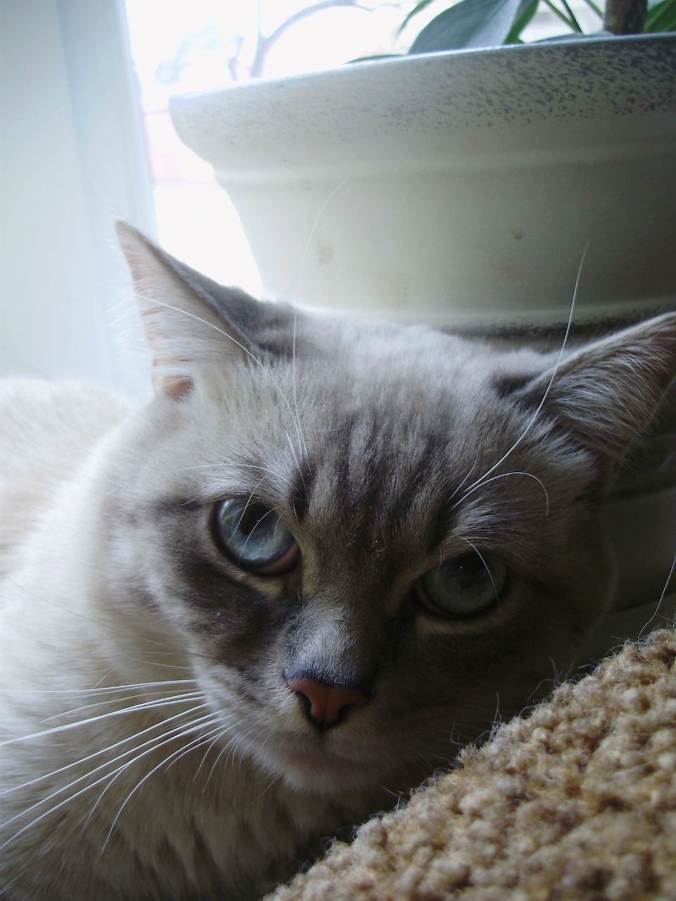 Евгения Криворучко | 