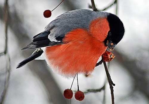 Ольга Кубенина | Няндома