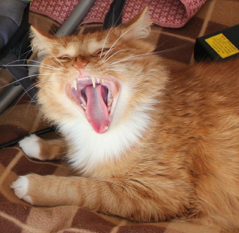 Anton Efimov | Reykjavík