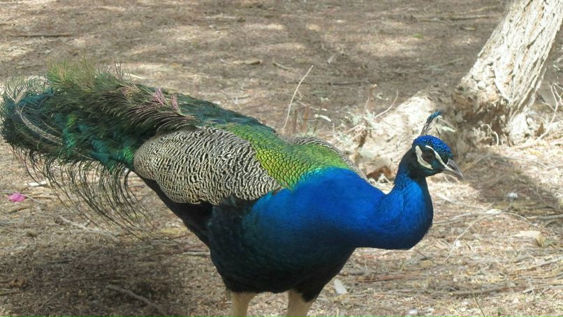 Алексей Пестряков | Москва