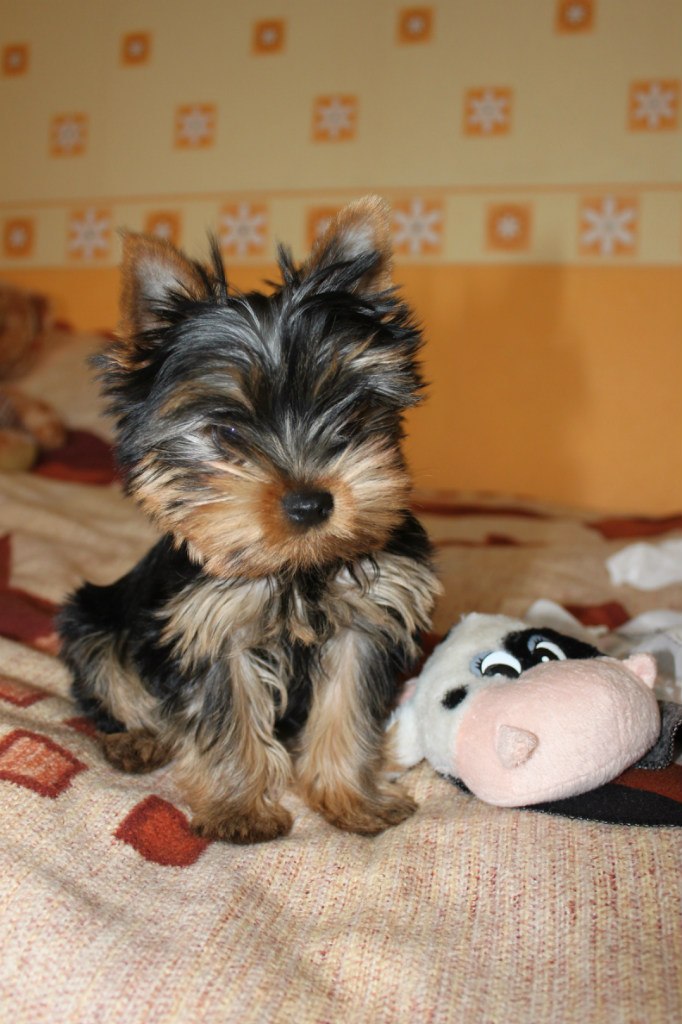 Анна Орехова | Смоленск