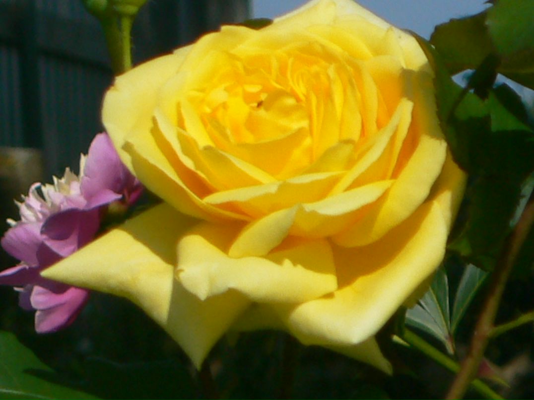 Галина Акимова | Пушкин