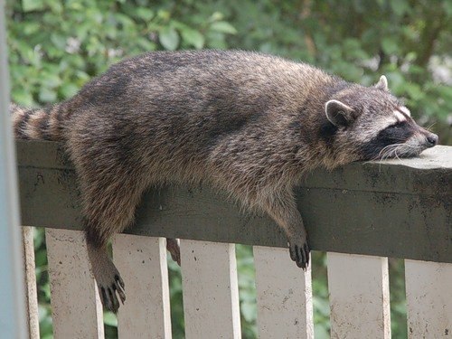 Татьяна Заушицына | Москва