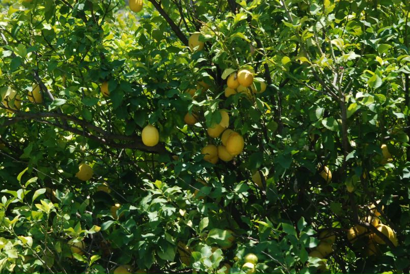 Светлана Черепанова | Архангельск