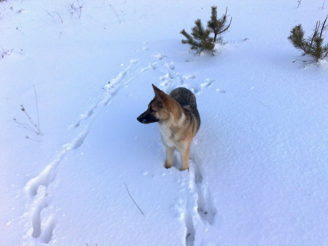 Володимир Пельчарський | Великая Сушица