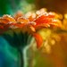 Светлана Лазарева фотография #43