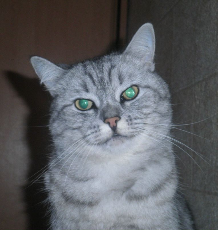 Silver Serebryanniy | Киев