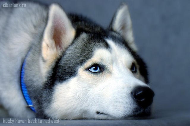 Сергей Грама | Севастополь