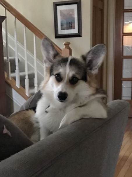 Амир Гадисов, Россия, Чебоксары