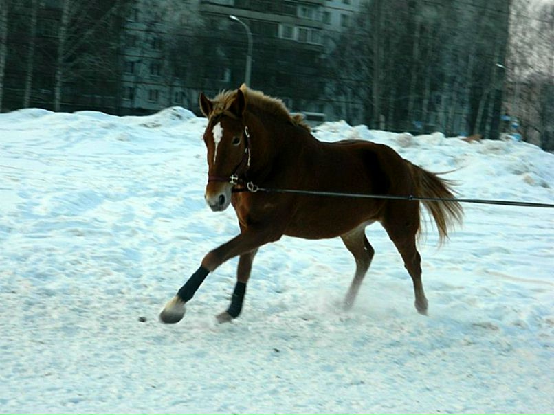 Вероника Дичка | 