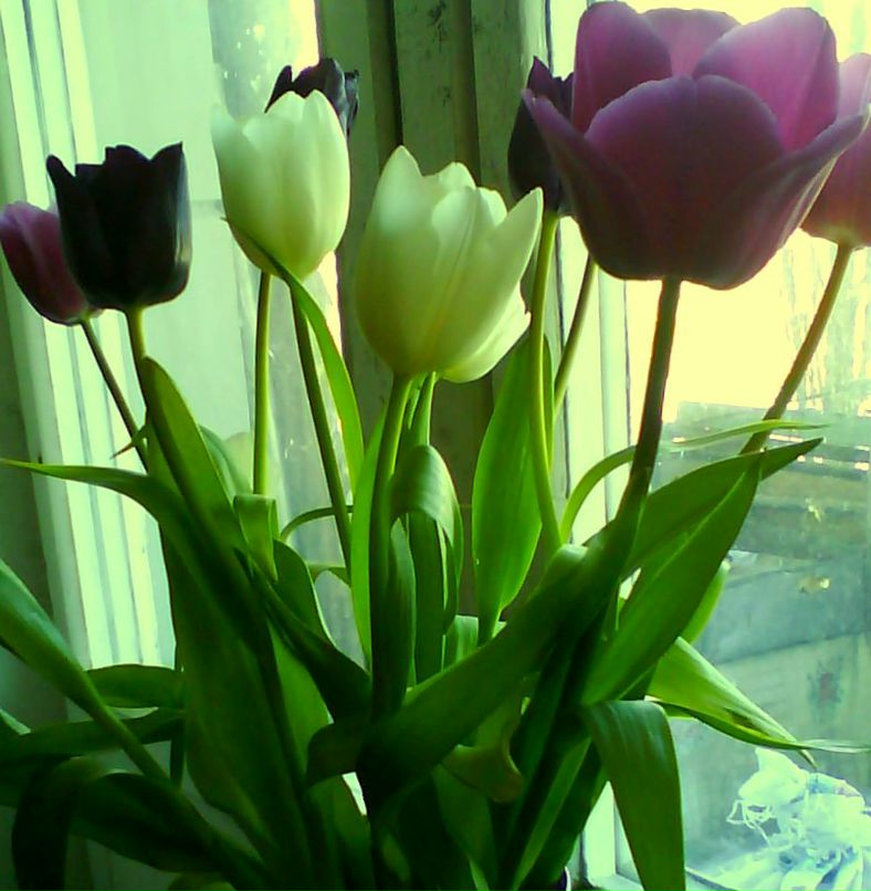 Машо Бубу Sleepwalker | Киев