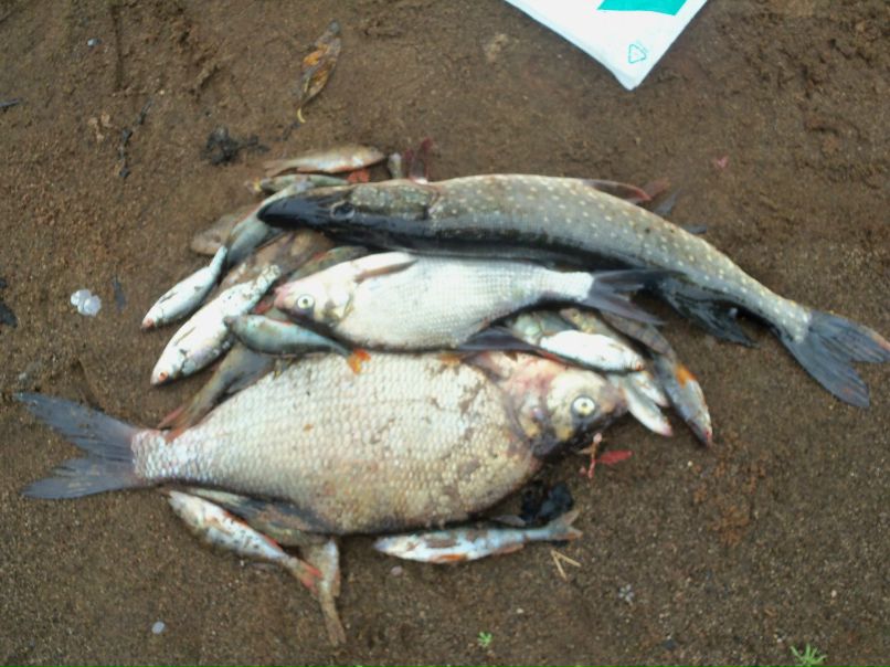 Александр Мурзин | 