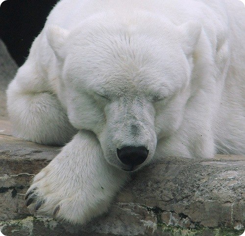 Евгений Фомин JeSSaRiO | Киев