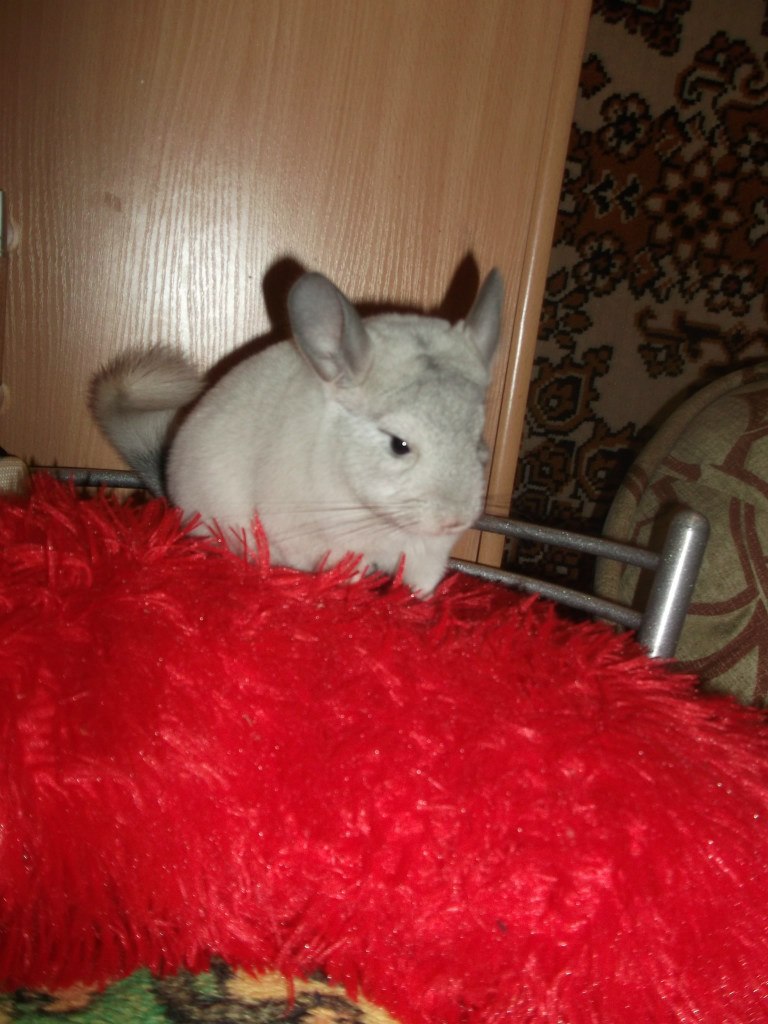 Алёна Урсулика | Санкт-Петербург