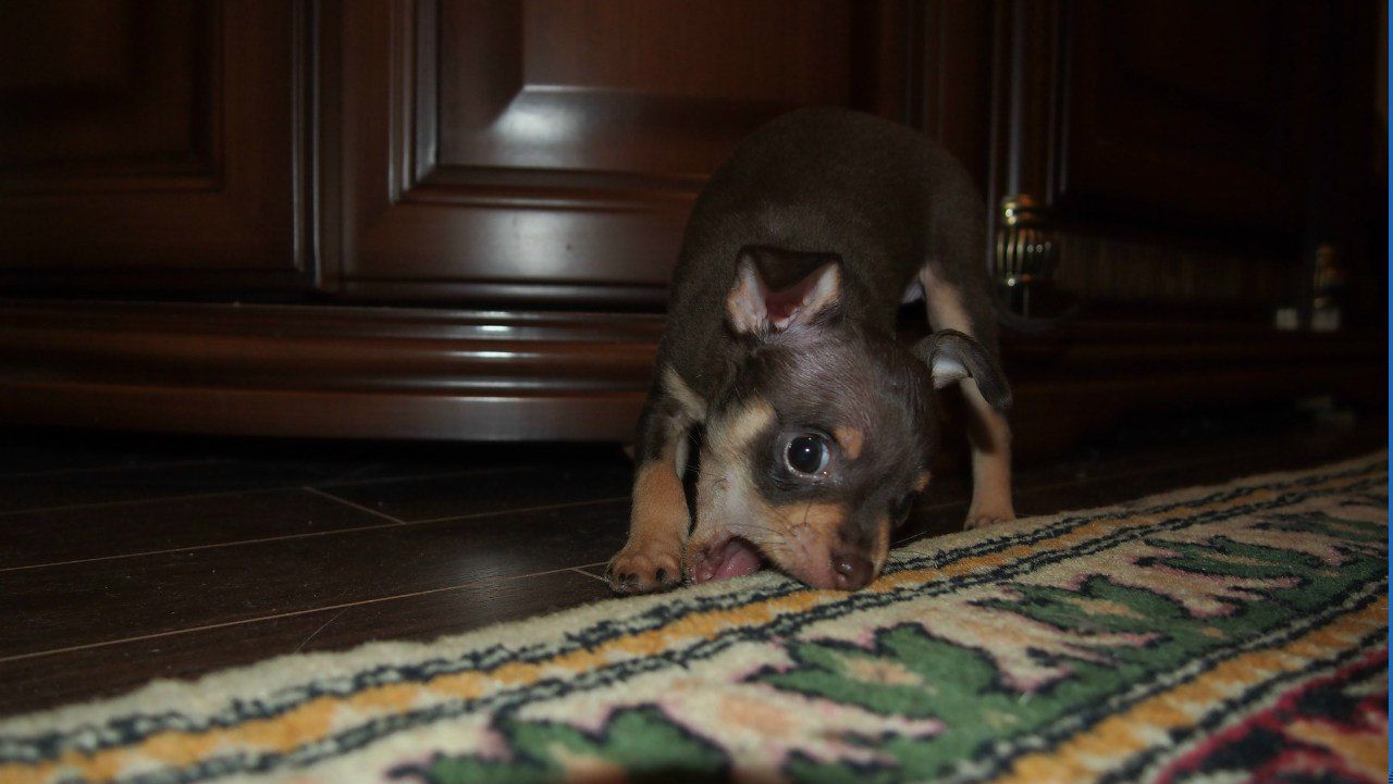 Роланд Гергая | Санкт-Петербург