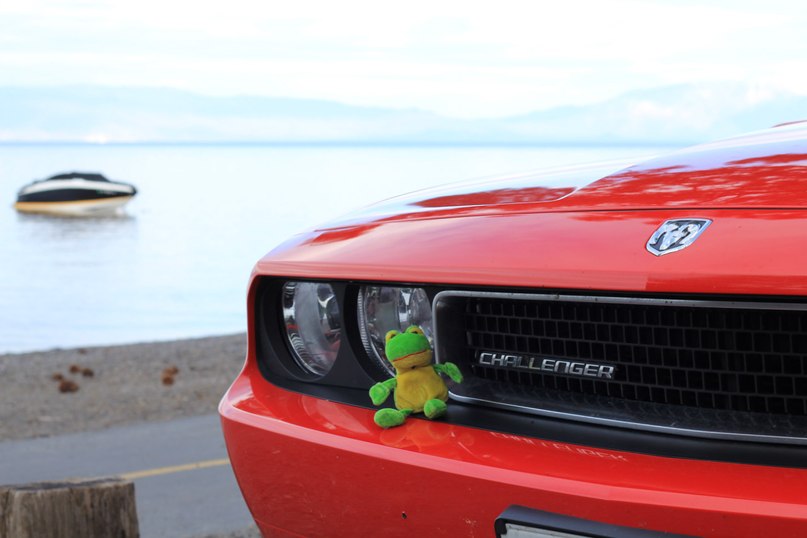 Лягуха Зырящая | Санкт-Петербург