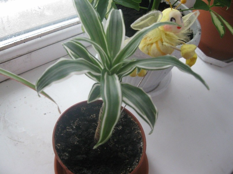 Виктория Череп | Никополь