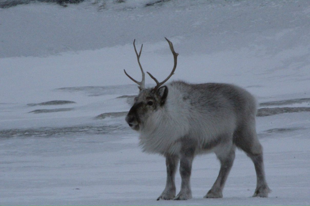 Макс Шаповалов | Мариуполь