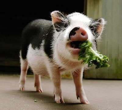 Алексейка Asmodeus | Белгород