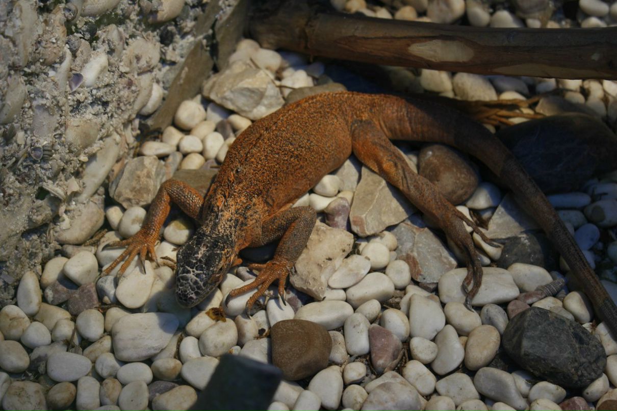 Александр Шаманаев | 