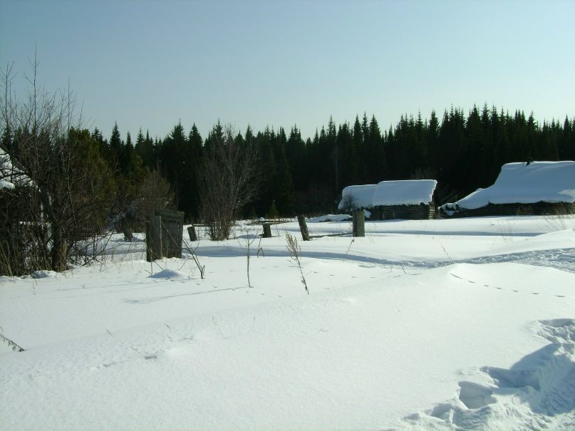 Николай Цибин | Красноярск