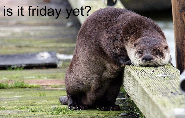 Ира Старенкова | Санкт-Петербург