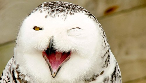 Миха Му Mі | Киев