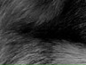 Дмитрий Карабаджак | Ладыжин