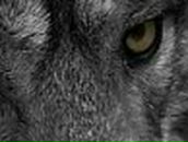 Дмитрий Карабаджак | Ладыжин