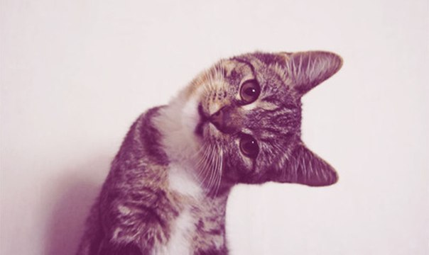 Анастасия Сагир | Луцк