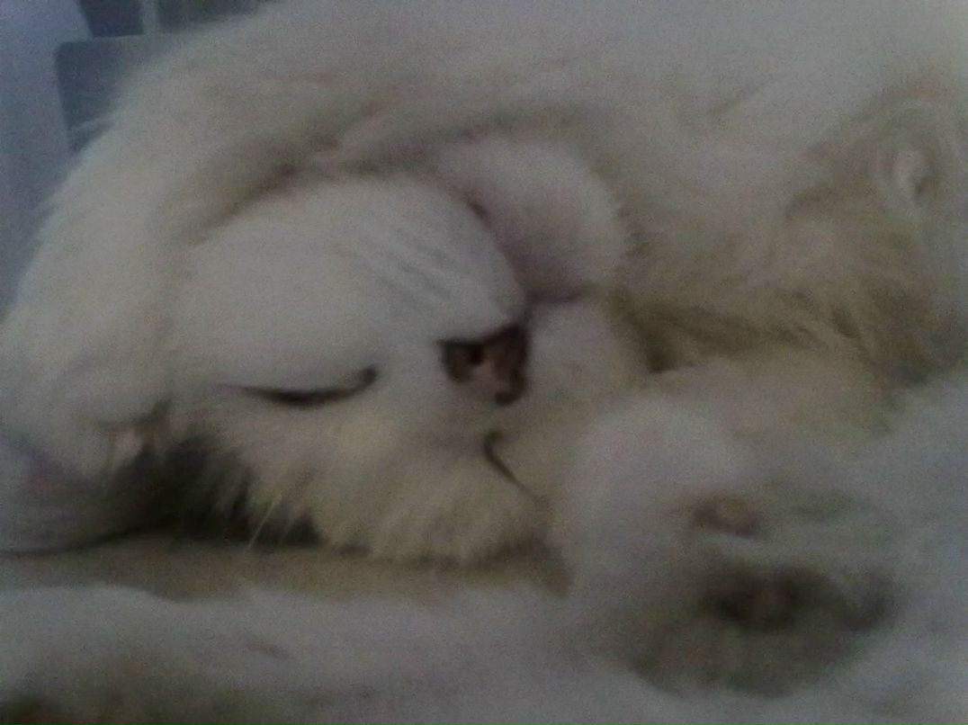 Елена Гриб | Киев