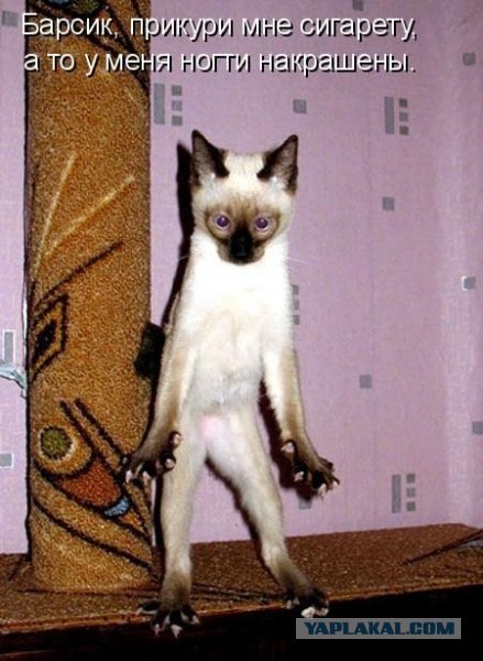 Надежда Алексеева | Санкт-Петербург