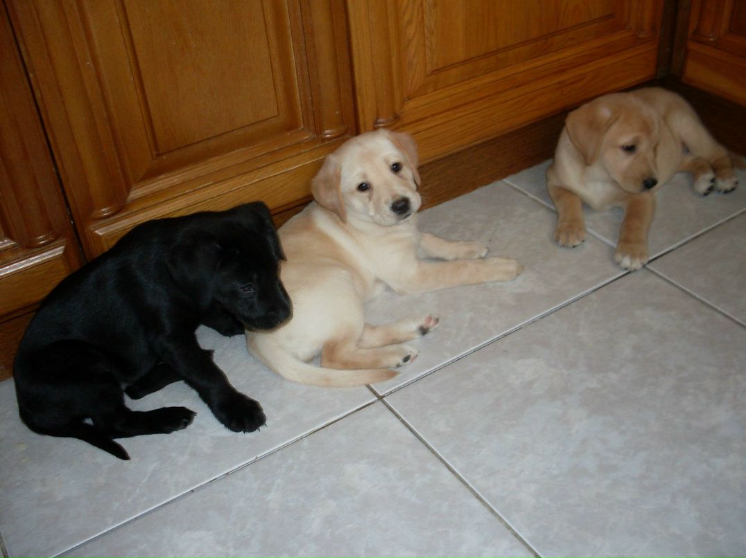 Диана Оренко | Киев