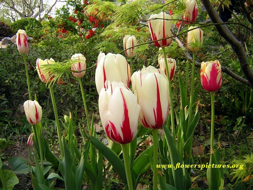 №82, Наталия Нарусевич, Москва №82, Наталия Нарусевич, Москва