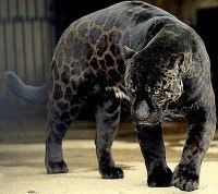 №18, Сиражуддин Мирзабалаев, Махачкала №18, Сиражуддин Мирзабалаев, Махачкала