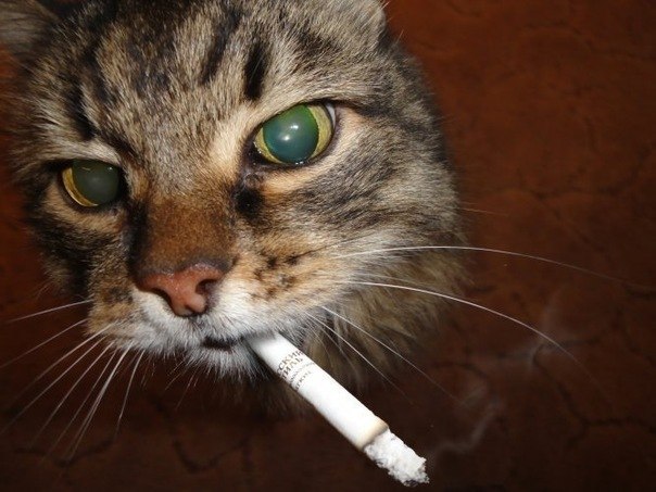 Никита Нокен | Санкт-Петербург