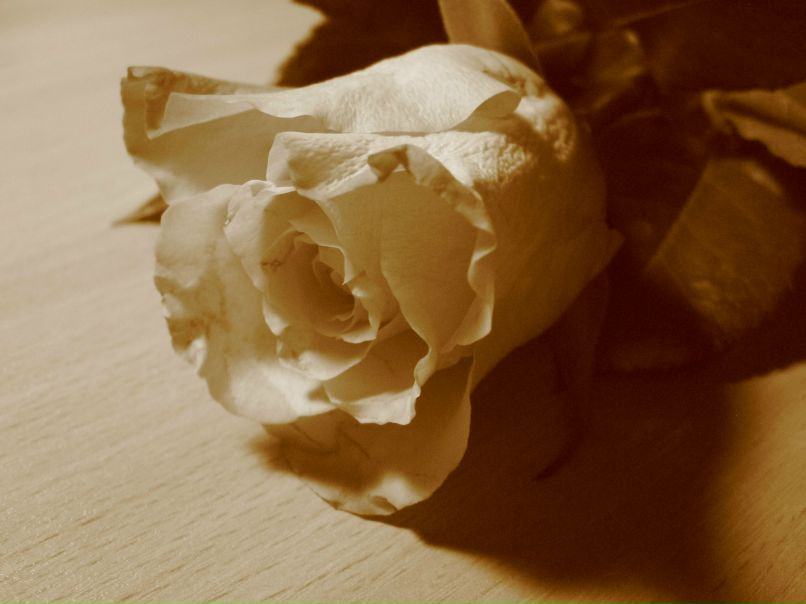 Виктория Артёмкина | Днепр (Днепропетровск)