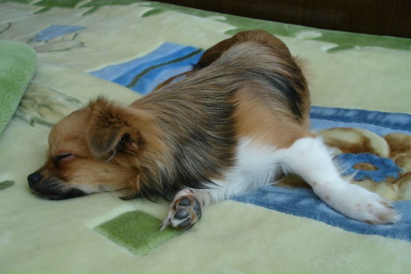 Александр Богатенко Савельевич | Витебск