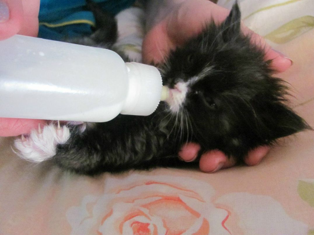 Анастасия Герасимчук | Черноморское