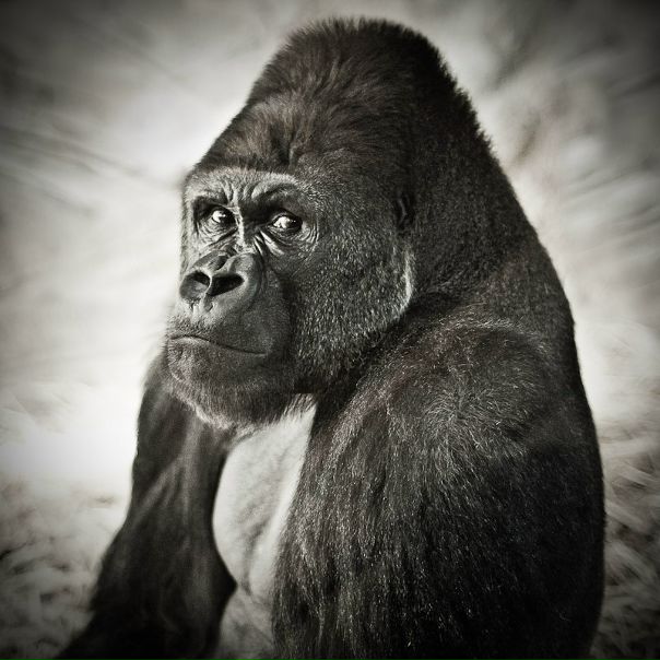 №4, Илья Бровь №4, Илья Бровь